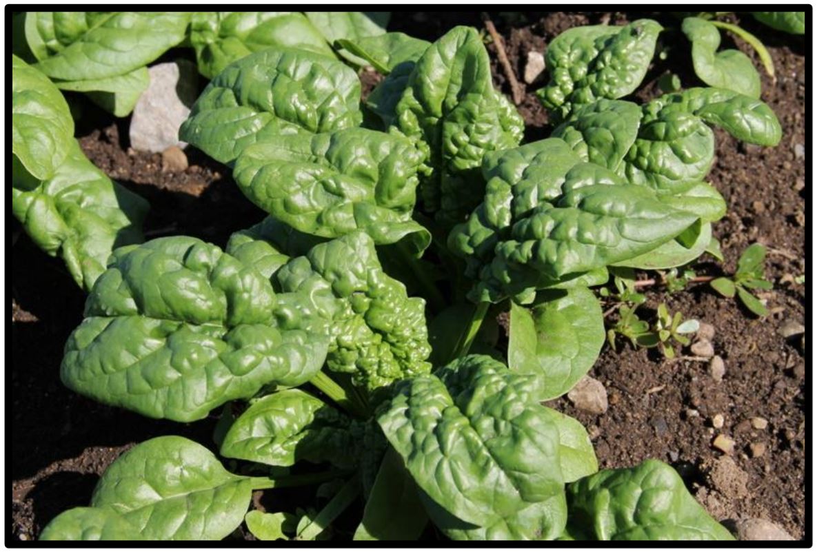 Savoy-type spinach leaves