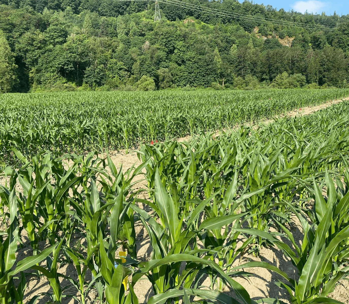 Silage corn in between the 3-leaf and 6-leaf stage in Chilliwack, BC. Photo by Sylvia Nyamaizi.