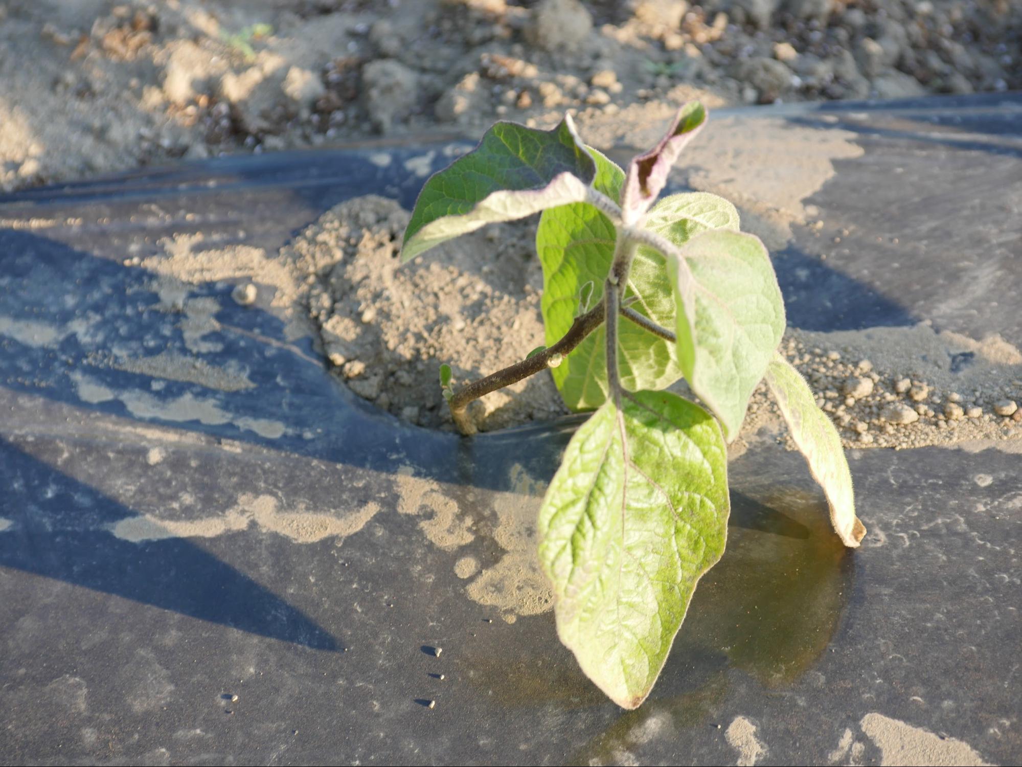 Figure 2. Close-up of grafted eggplant in black plastic covered raised bed. 