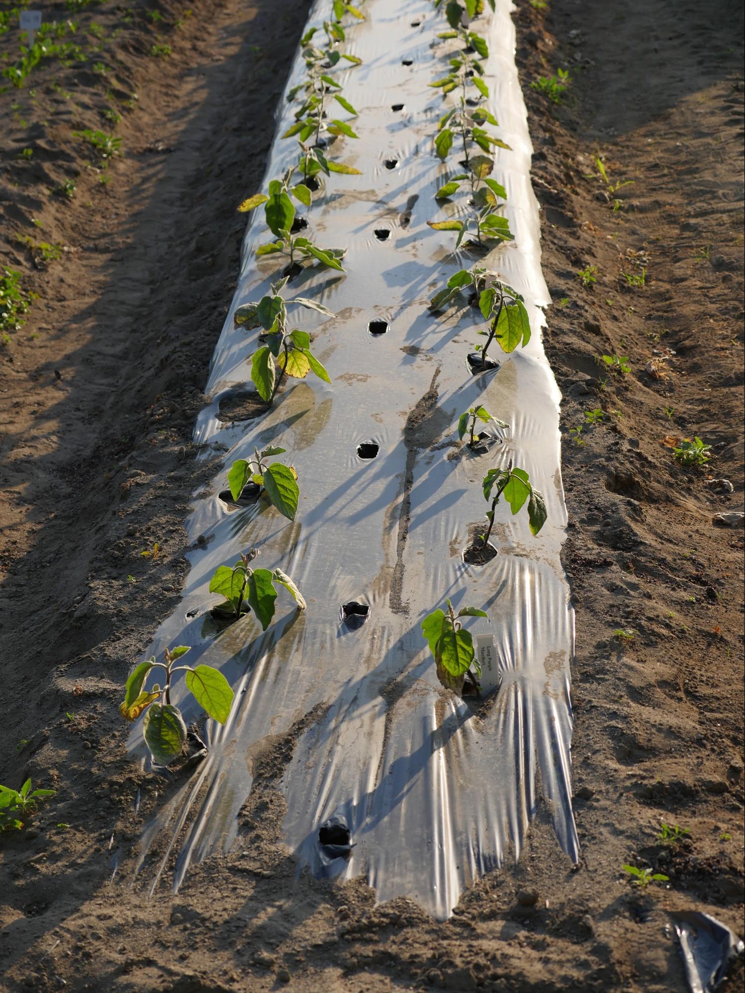 Figure 1. Black plastic covered raised beds for Abbotsford Eggplant Trial.