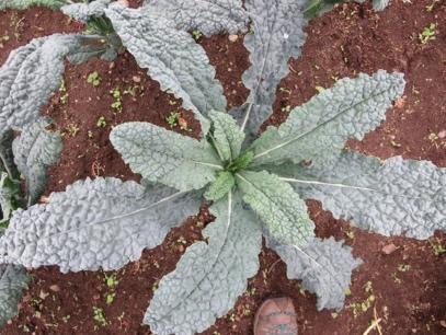 Kale with full clean leaf structure